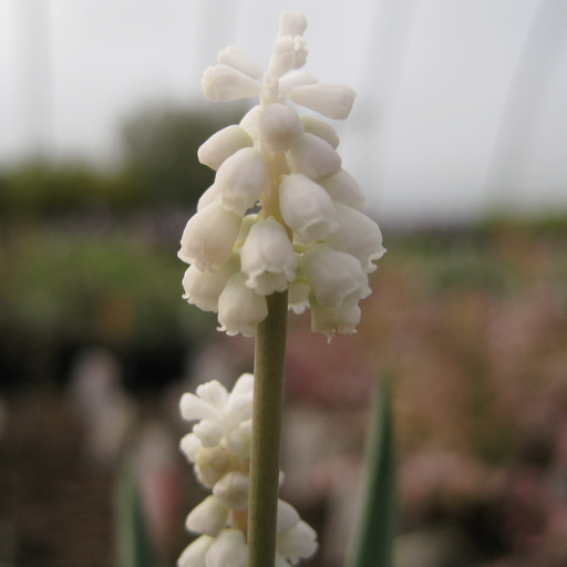 Muscari argaei album